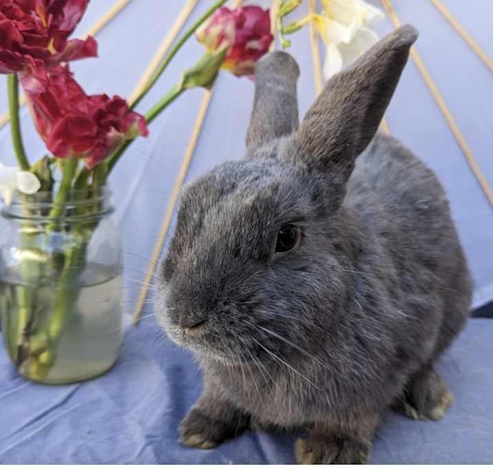 Photo of Cupcake