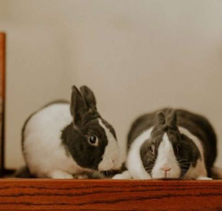 Photo of Nibbles