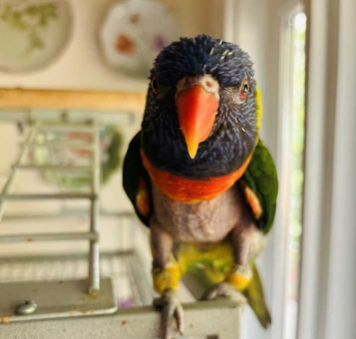 Photo of Glitch” The Rainbow Lorikeet