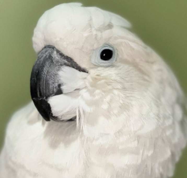 Photo of BARNEY The Umbrella Cockatoo