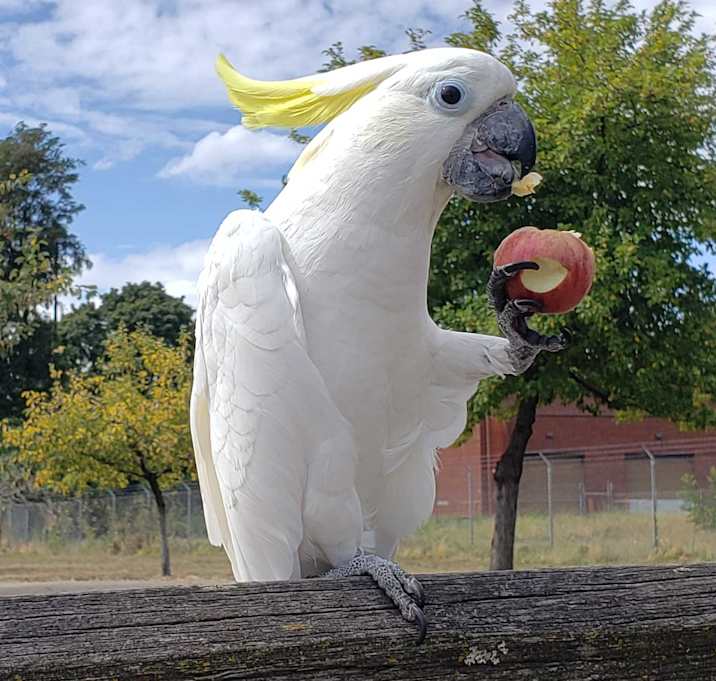 Photo of Kiwi Sulfur Crested Cockatoo