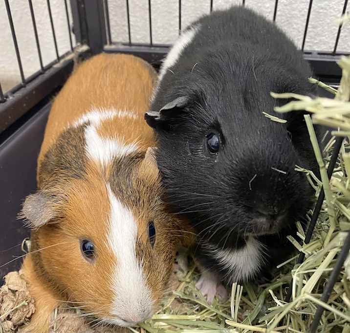 Photo of Pumpkin & Cookie