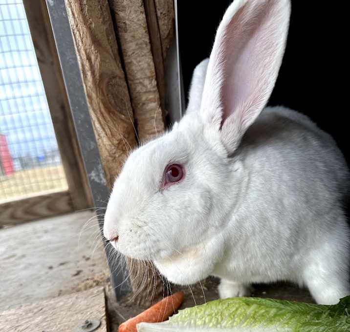 Photo of Daisy