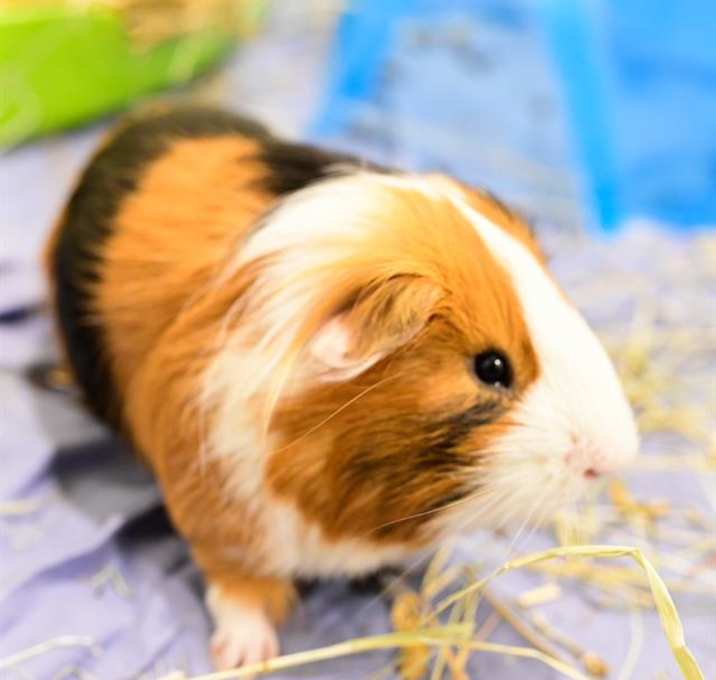 Photo of CHUCKIE
