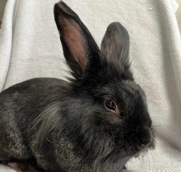 Photo of Fidget
