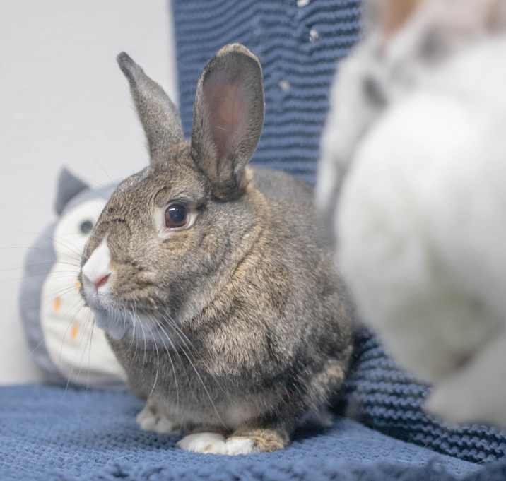 Photo of Bowie (bonded to Pippa)