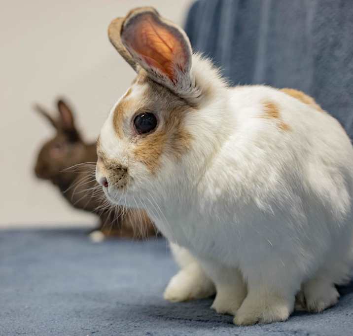 Photo of Petey