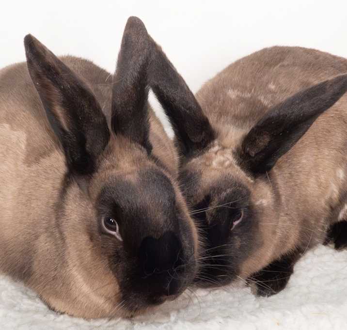 Photo of Sandy / Bernard