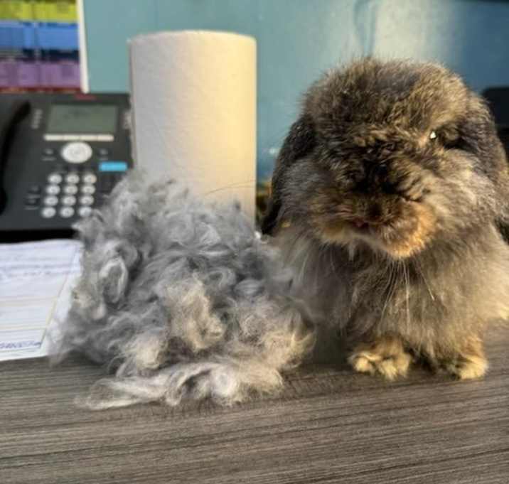 Photo of Bramble