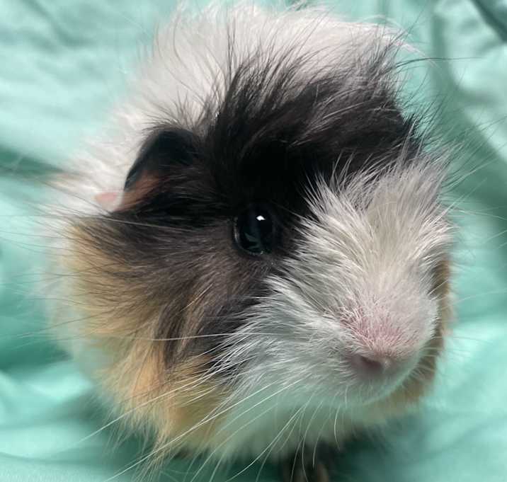 Photo of Terry