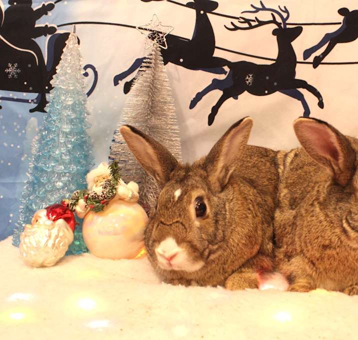 Photo of Blaze & Birdie