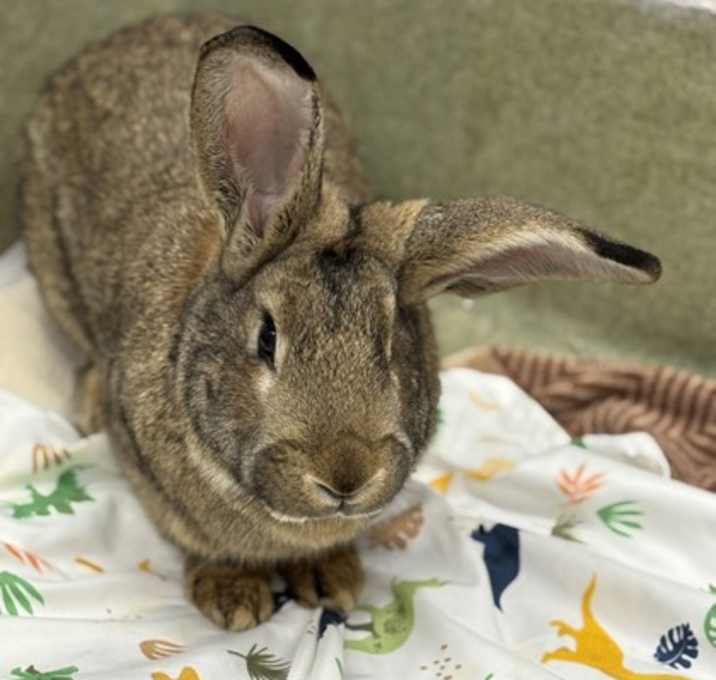 Photo of Buster
