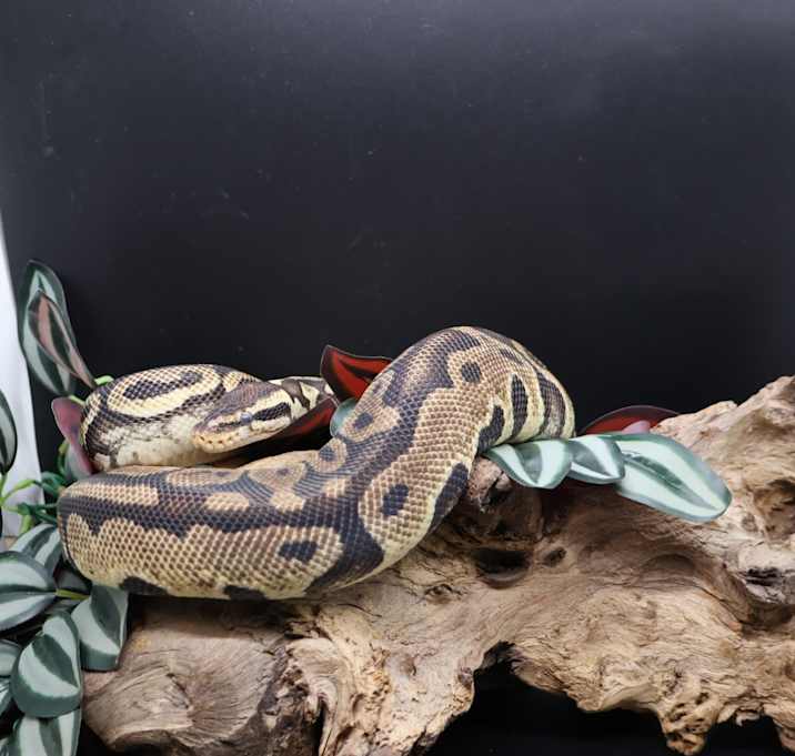 Photo of Louie