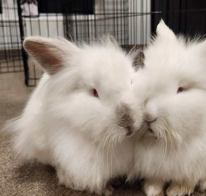 Photo of Nimbus and Willow