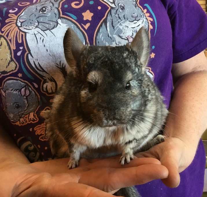 Photo of King Cannoli