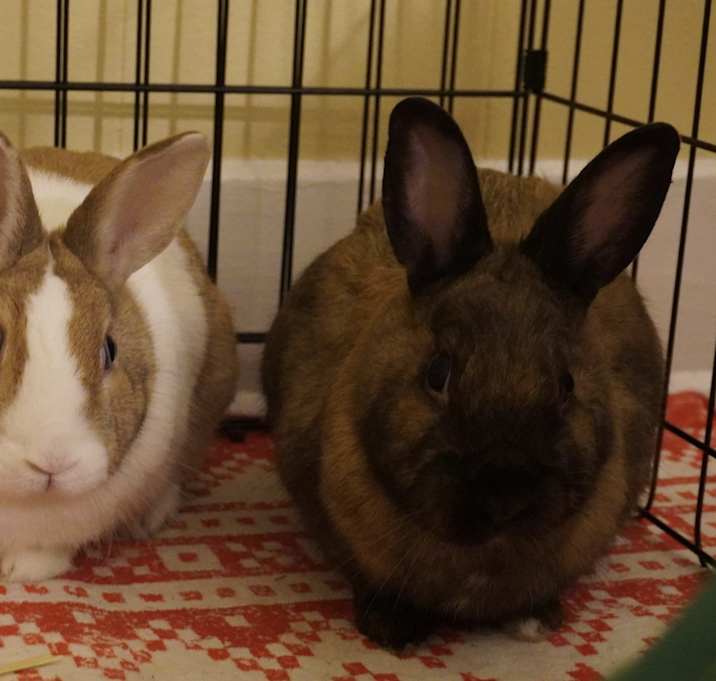 Photo of Pinto Bean & Reno