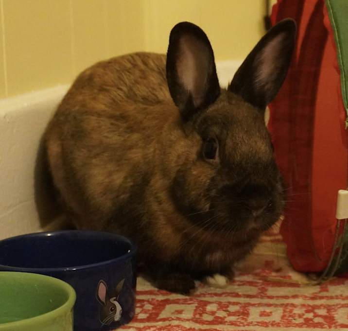 Photo of Pinto Bean
