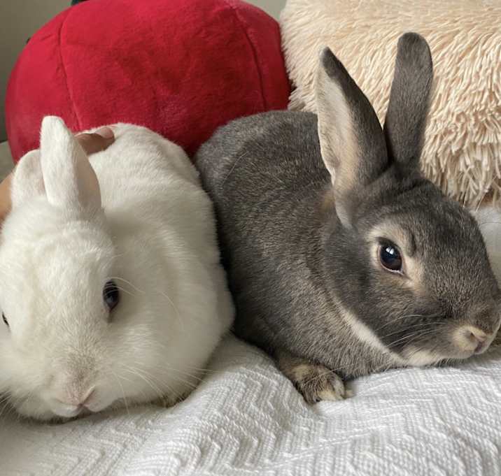 Photo of Willard & Fiver