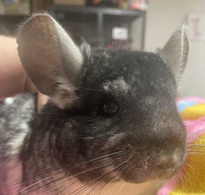 Photo of Spencer