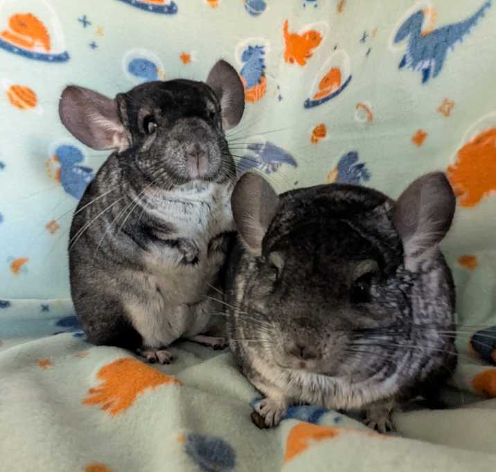 Photo of Gumdrop & Sprinkle