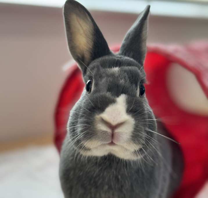 Photo of Annie