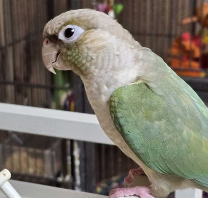 Photo of Pickles