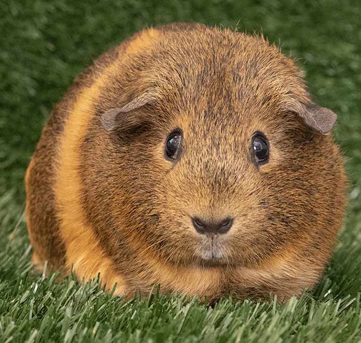 Photo of Penelope Pig