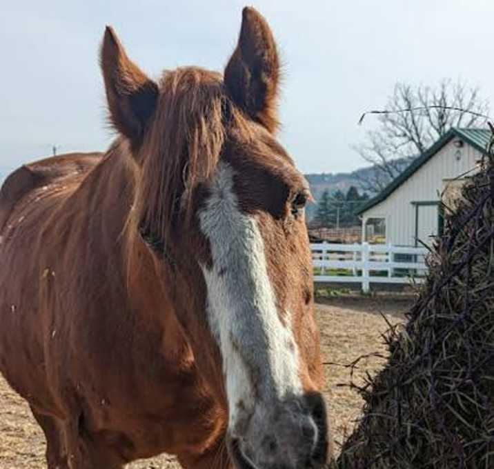 Photo of Megan Thee Mare