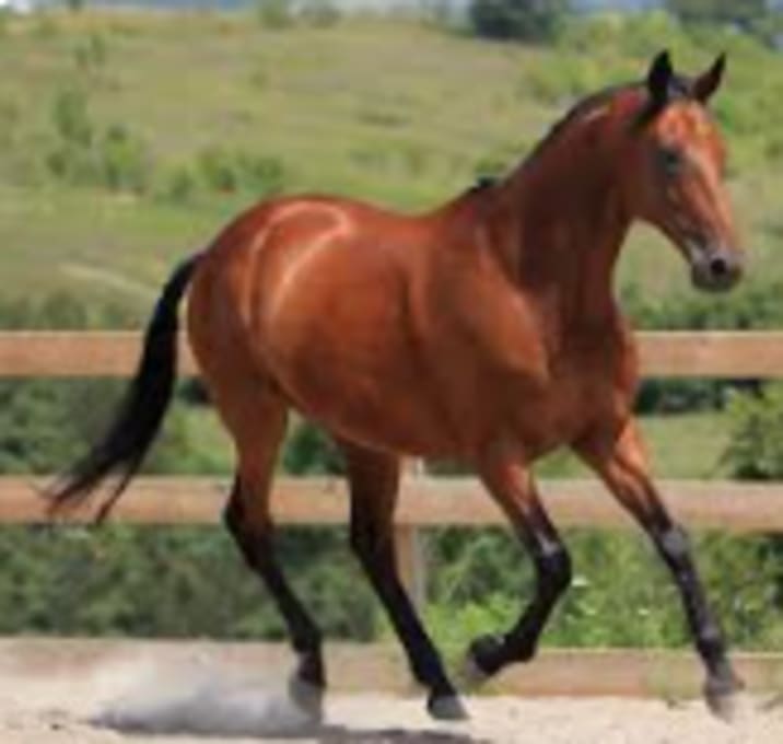 Photo of Test Horse