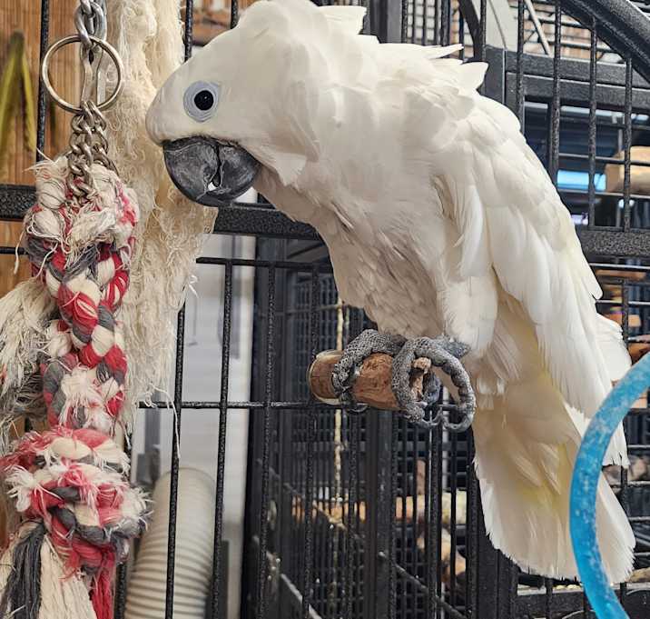 Photo of Dusty the Umbrella Cockatoo
