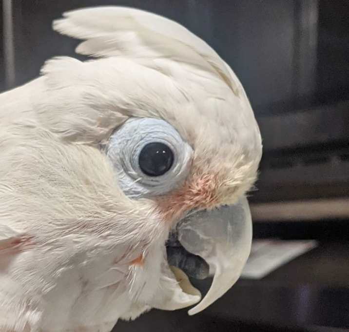 Photo of Harry the Goffins Cockatoo
