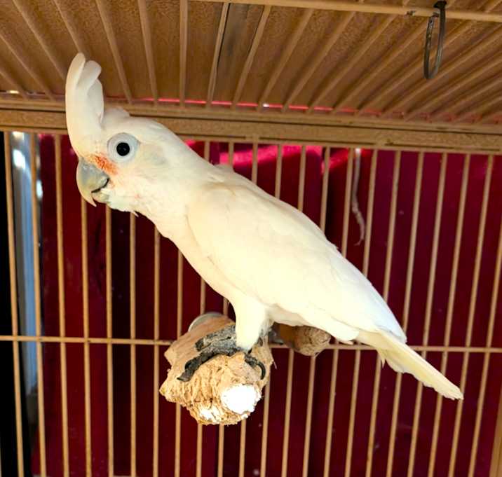 Photo of Wiley 39YO M Goffins Cockatoo