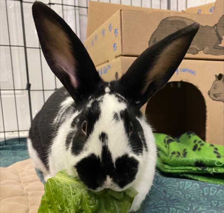 Photo of Penelope