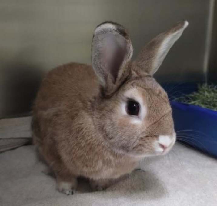 Photo of HONEY