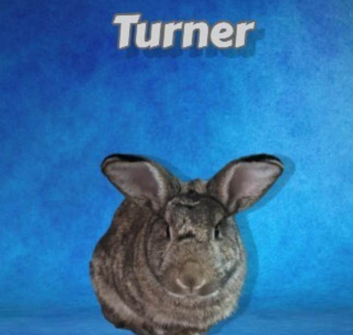 Photo of Turner (bonded to Hooch)
