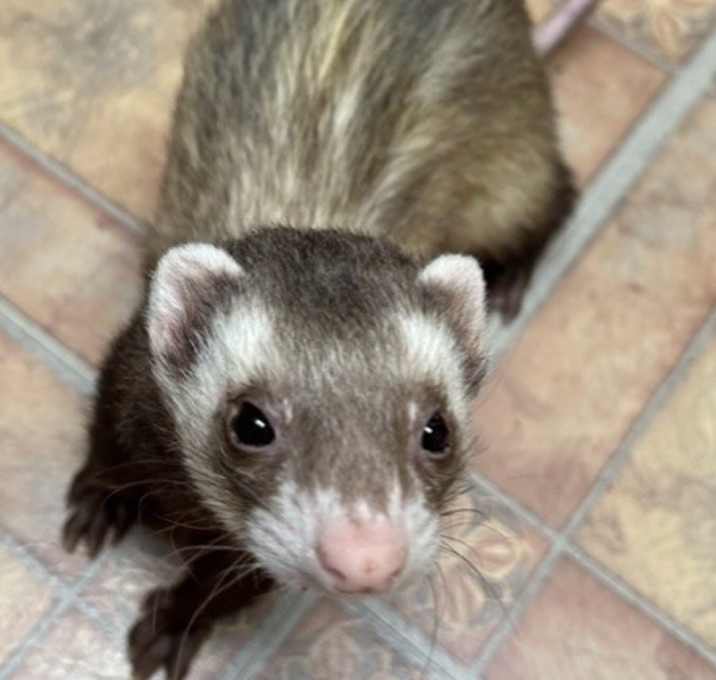 Photo of Puzzle