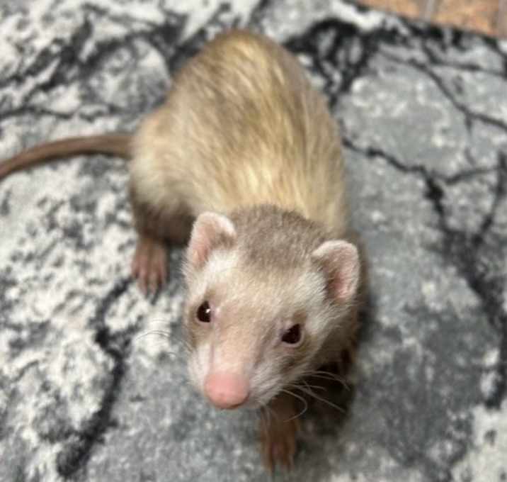 Photo of Jigsaw