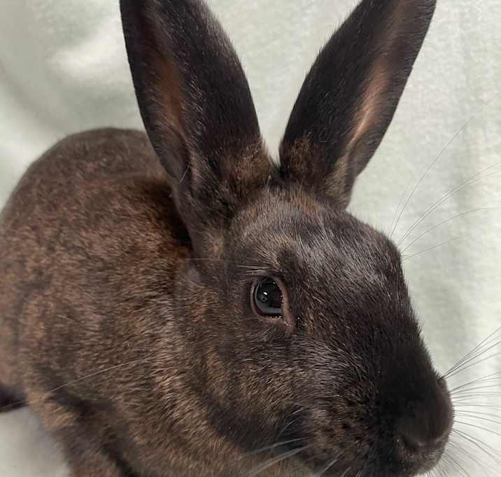 Photo of Cinder