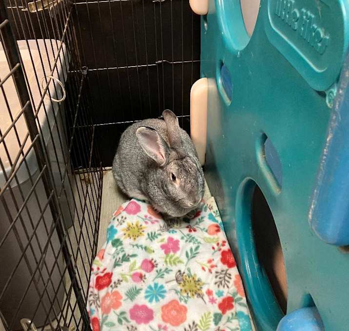 Photo of Stormy