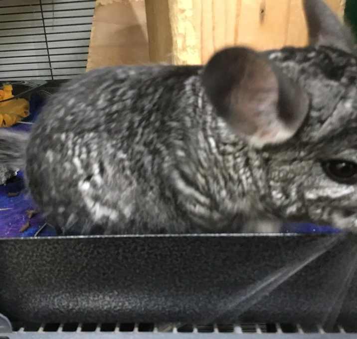 Photo of Shoebox