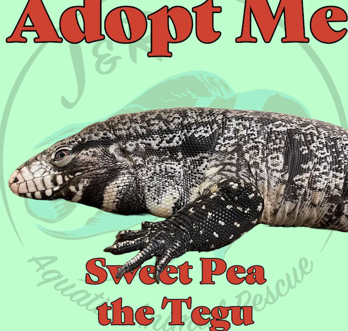 Photo of Sweet Pea the Tegu