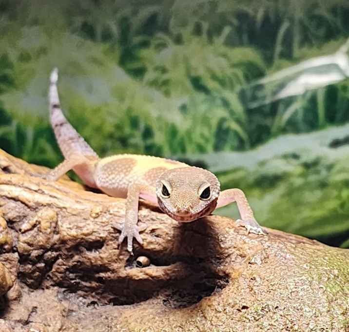 Photo of Mango