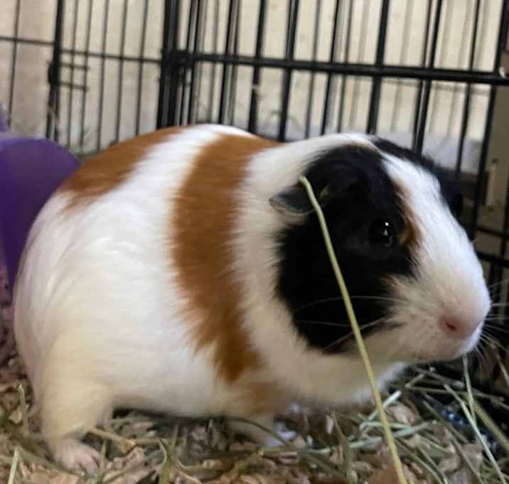 Photo of Boga-Bonded to Joga