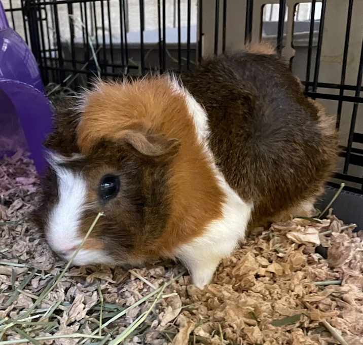 Photo of Joga-bonded to Boga