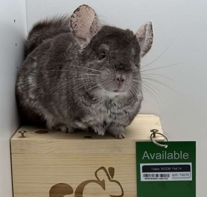 Photo of Topsy