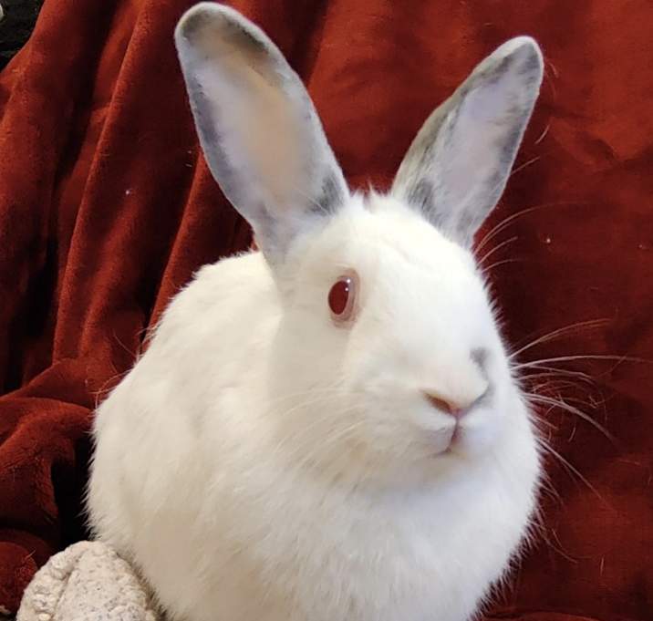 Photo of Tommy
