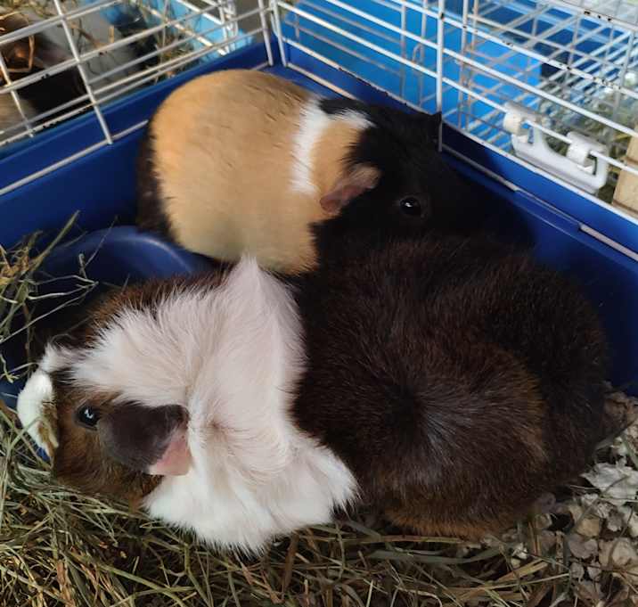 Photo of Dipa & Jazziea