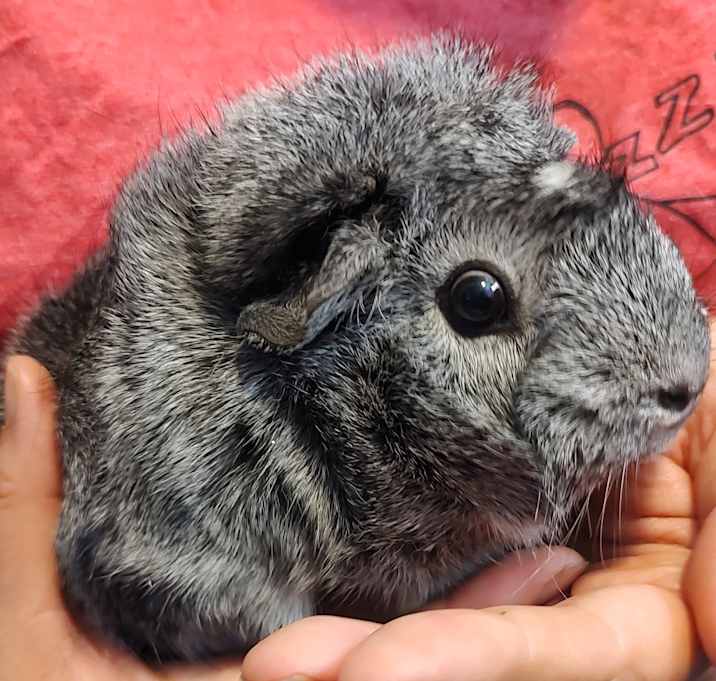 Photo of Chip & Chedure