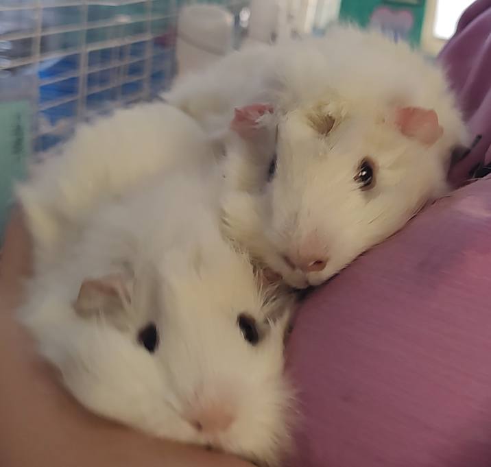 Photo of Chufrack & Pikafrick