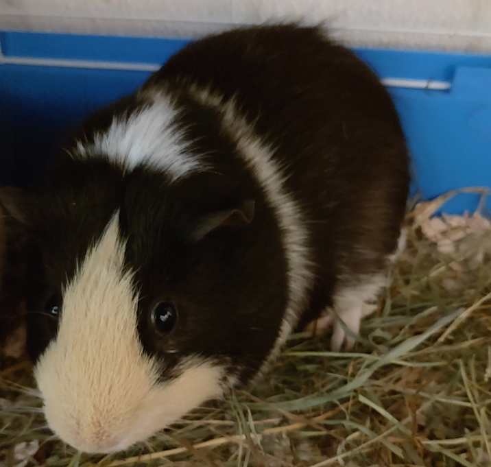 Photo of Luigii